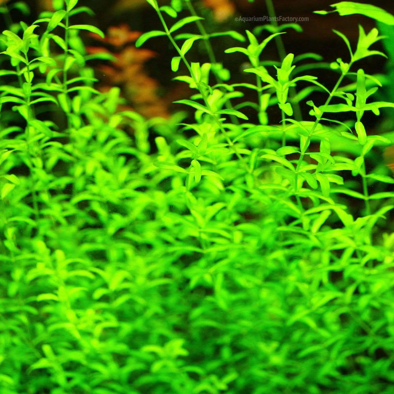 Micranthemum Micranthemoides / Pearl Weed - Aquarium Plants Factory