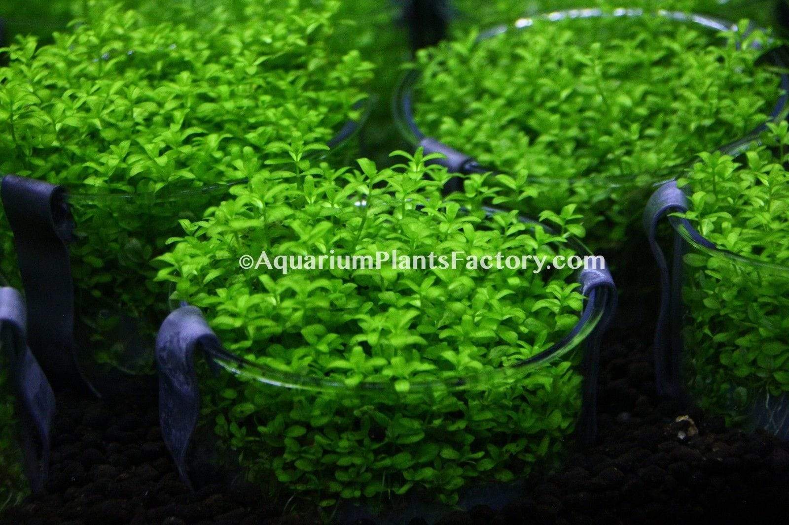 Micranthemum Micranthemoides / Pearl Weed | APF Tissue Culture Cup Aquarium Plants Factory®