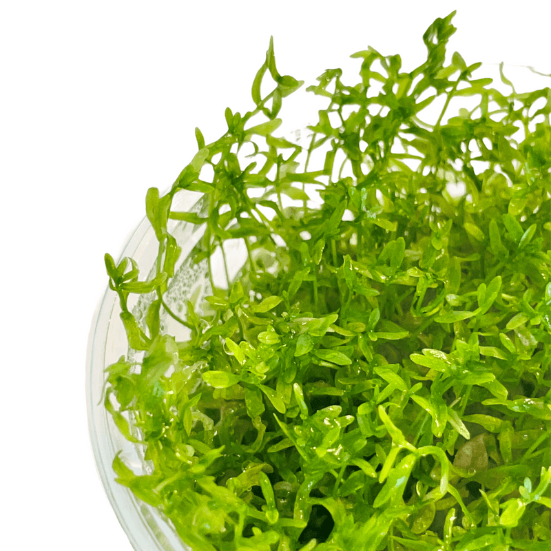 Micranthemum Micranthemoides / Pearl Weed | APF Tissue Culture Cup Aquarium Plants Factory®