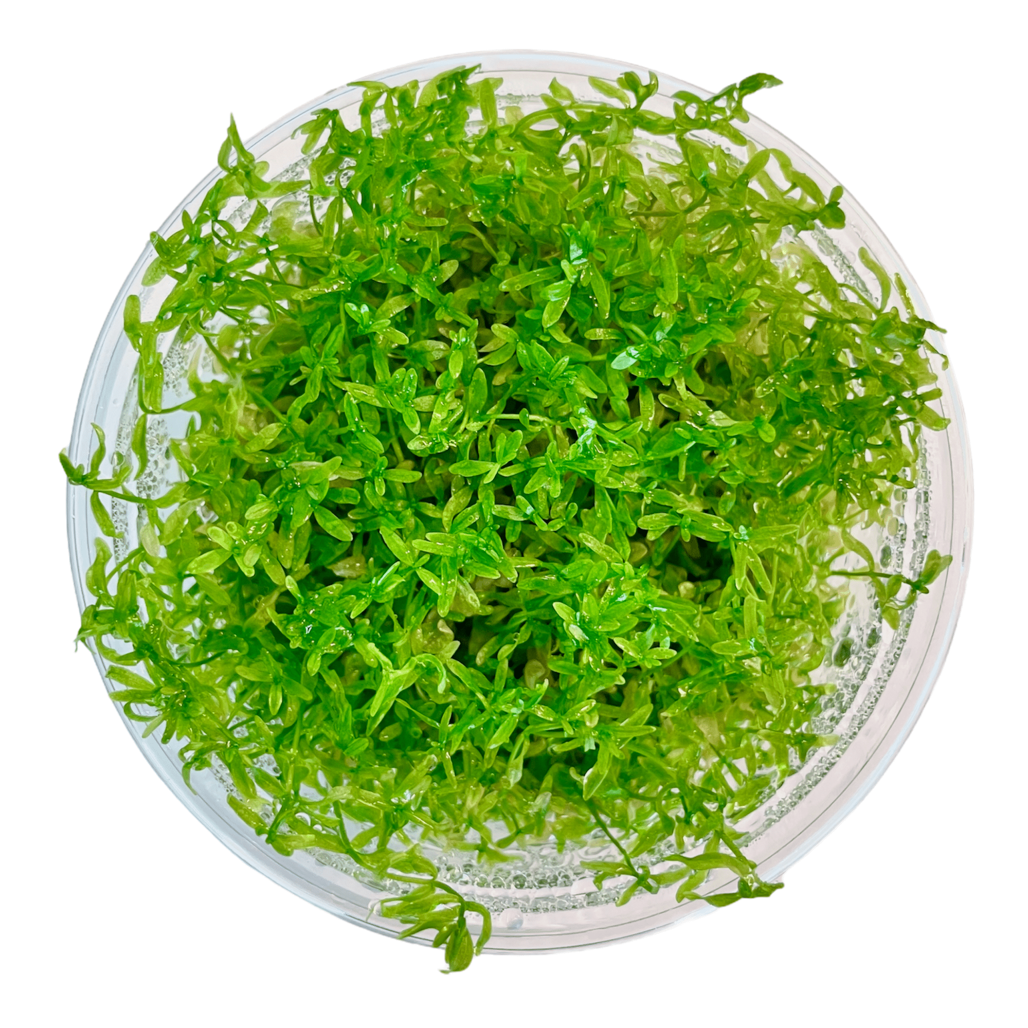 Micranthemum Micranthemoides micranthemum-micranthemoides