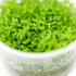 Micranthemum Micranthemoides - Tissue Culture Cup - Aquarium Plants Factory