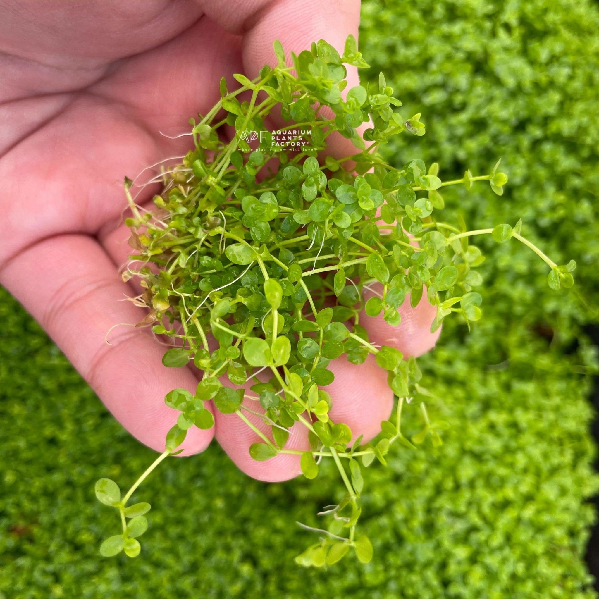 Micranthemum Monte Carlo - Aquarium Plants Factory