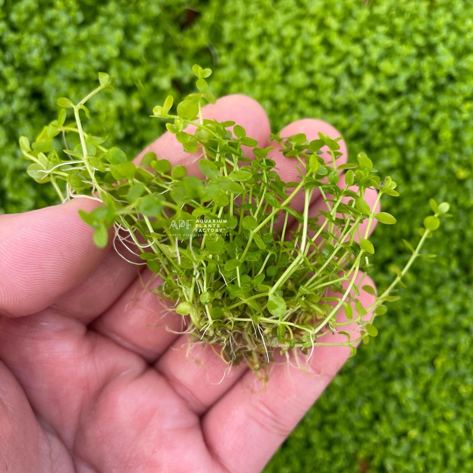 Micranthemum Monte Carlo - Aquarium Plants Factory