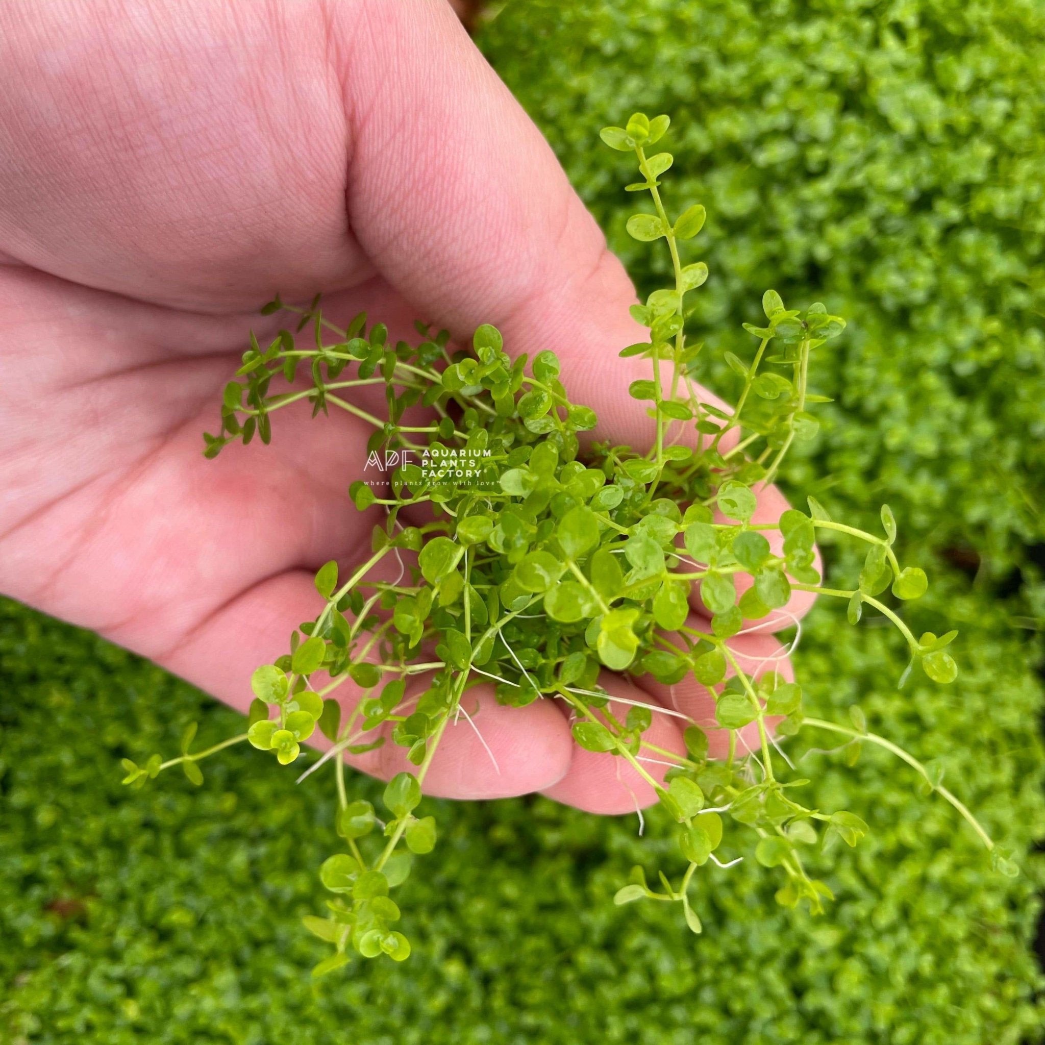 Micranthemum Monte Carlo features small, round leaves that form a dense, vibrant green carpet. Its compact growth and bright color make it an excellent foreground plant for any aquarium.