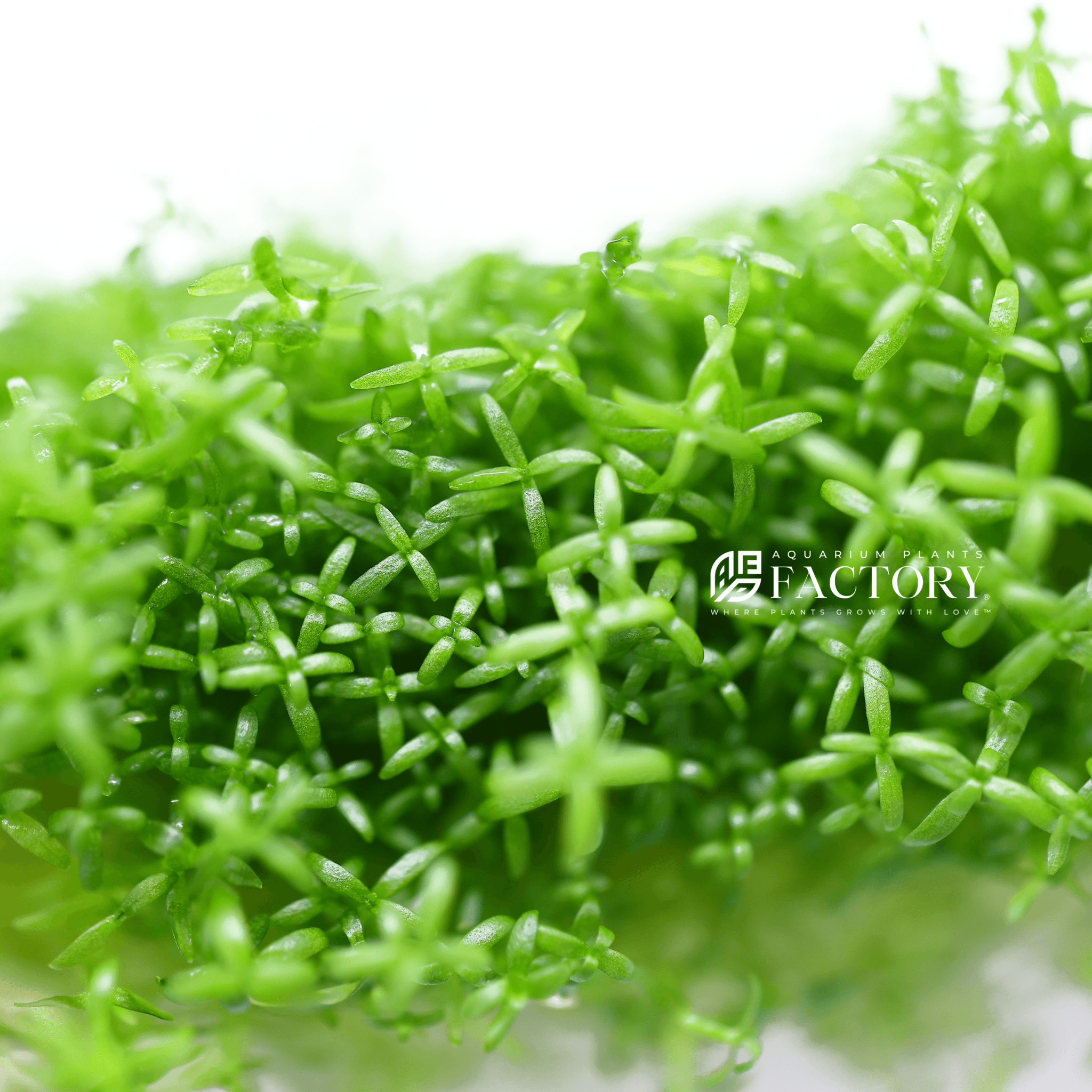 Microcarpaea Minima Merrill Tissue Culture APF Aquarium Plants Factory®