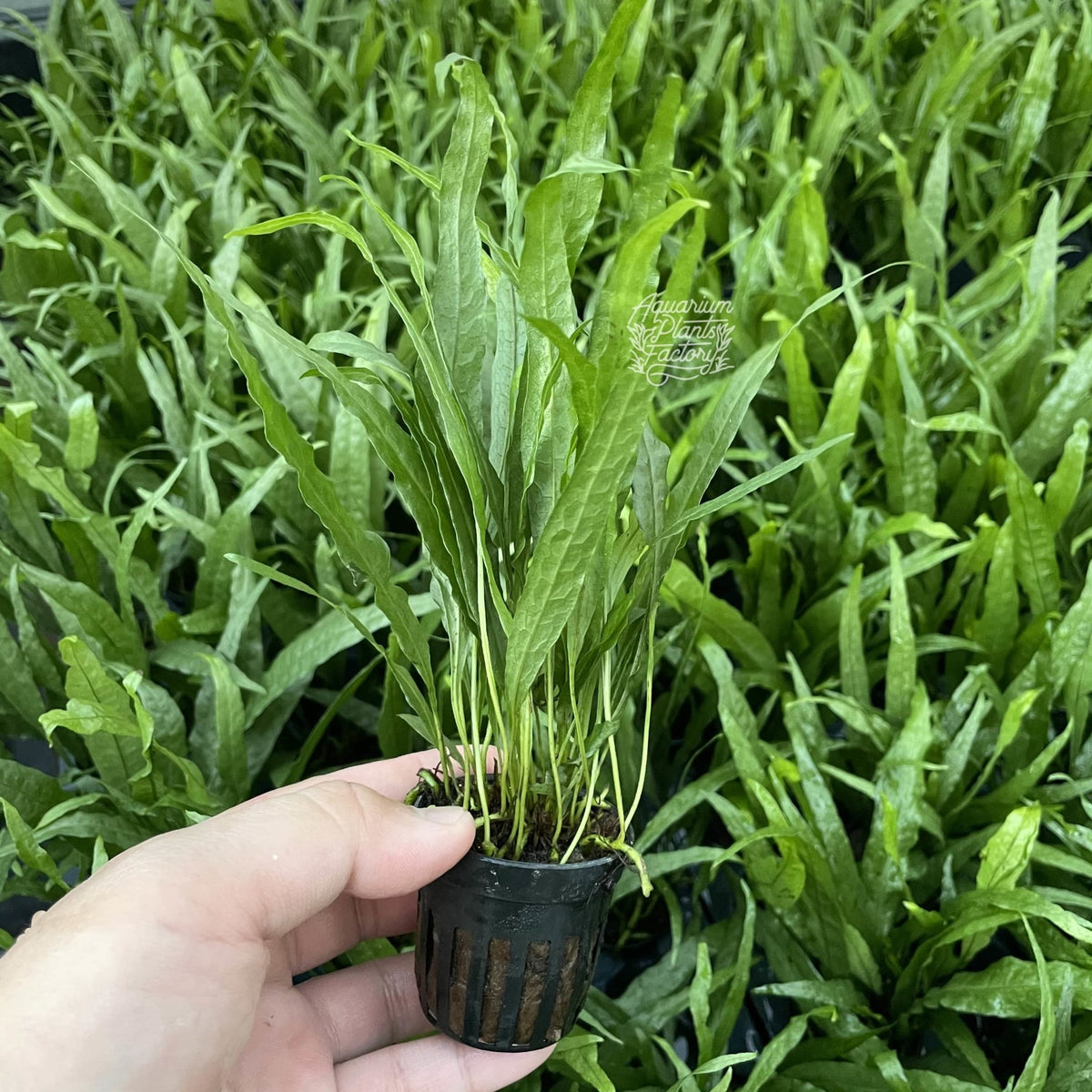 Java Fern Microsorum Pteropus APF Aquarium Plants Factory®