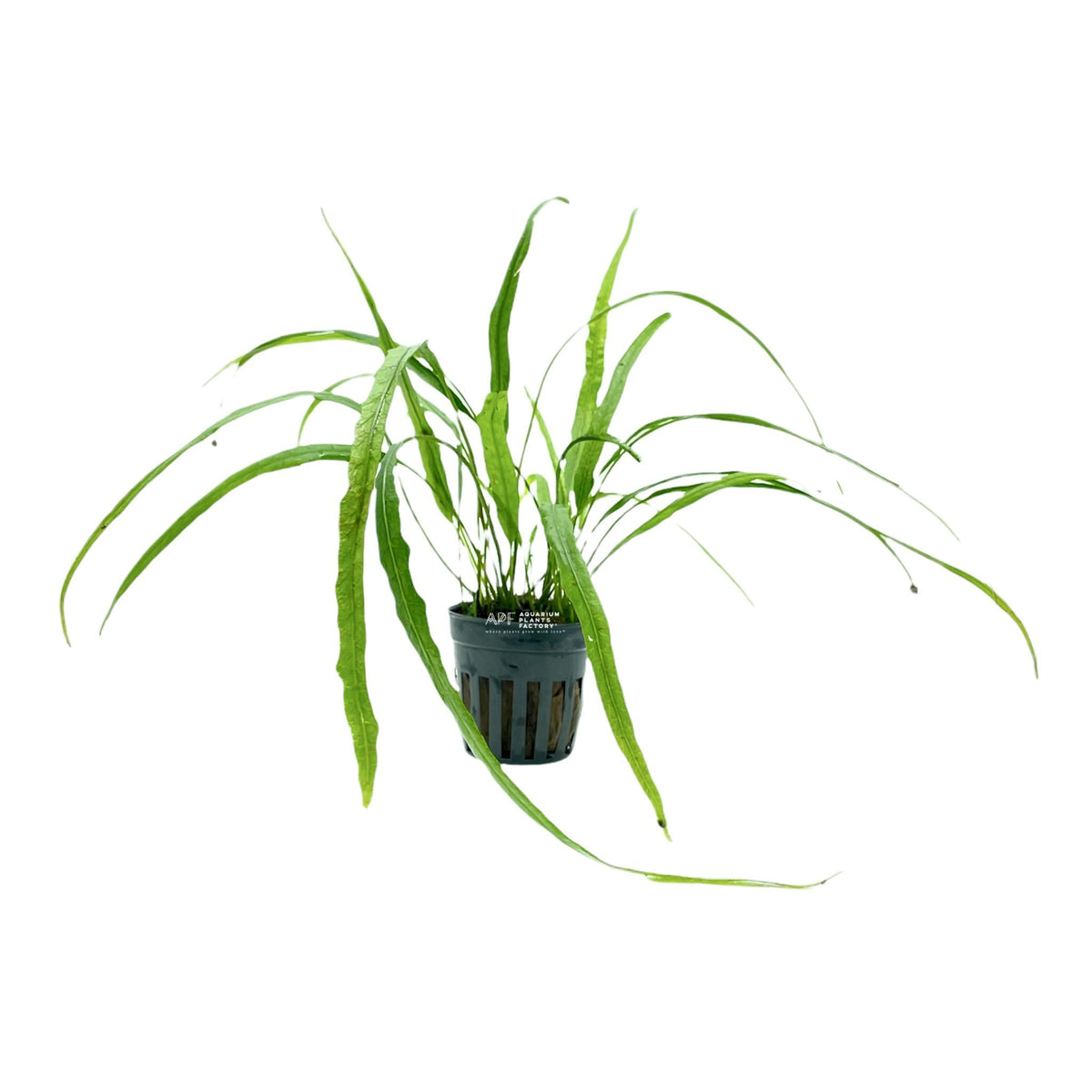Microsorum Pteropus 'Needle'