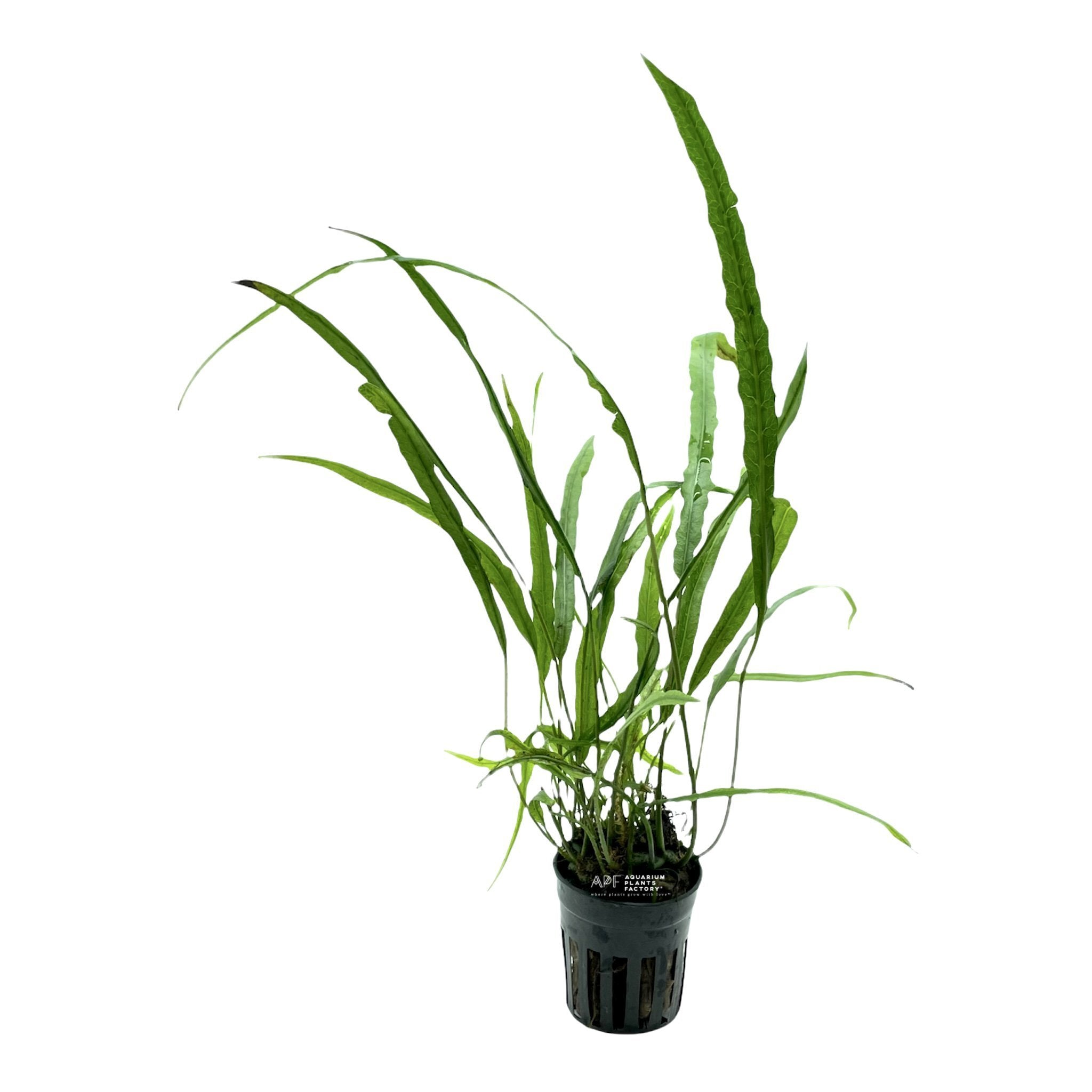 Microsorum Pteropus 'Needle' - Aquarium Plants Factory