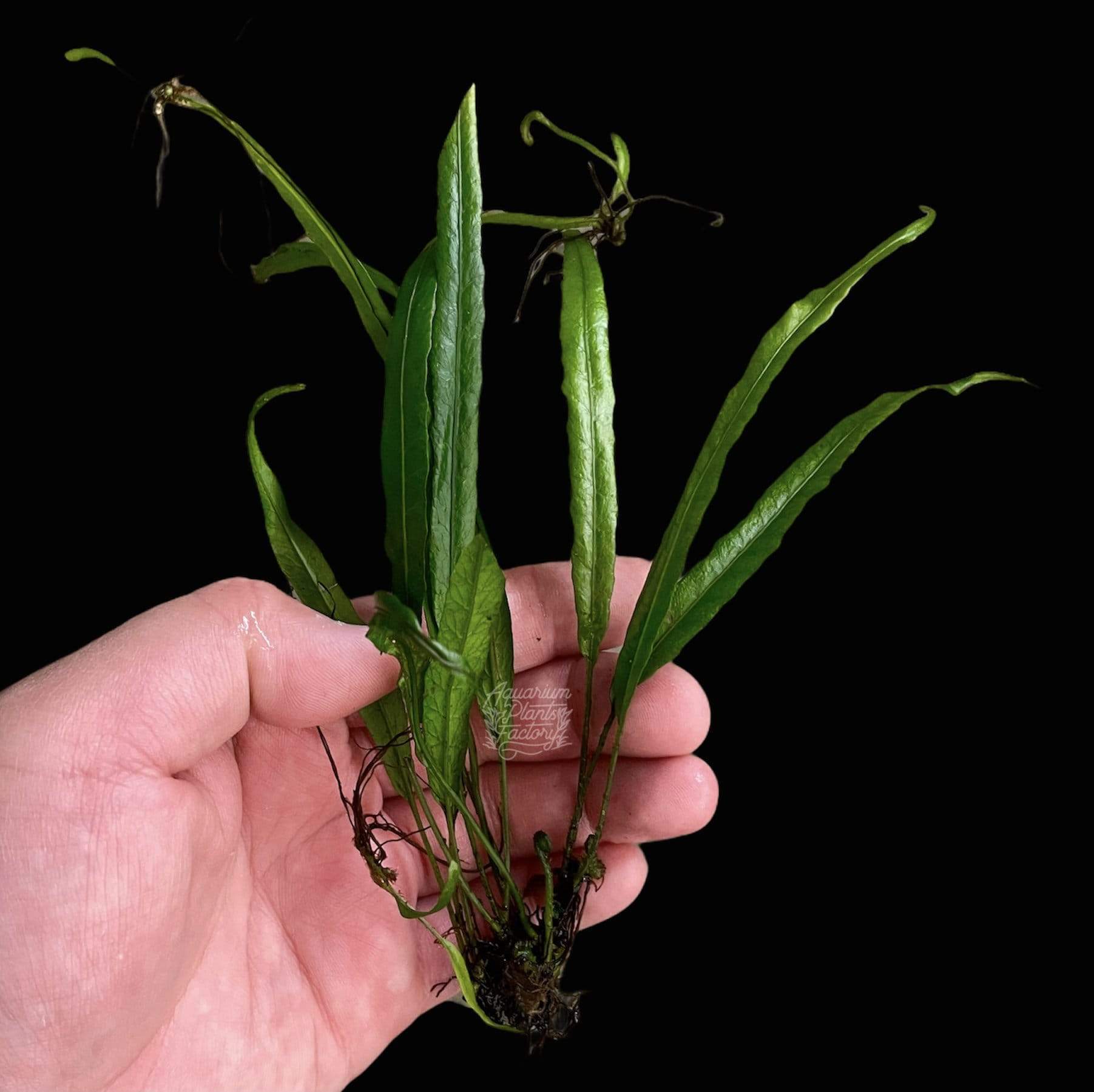 Microsorum Pteropus 'Needle' - Aquarium Plants Factory