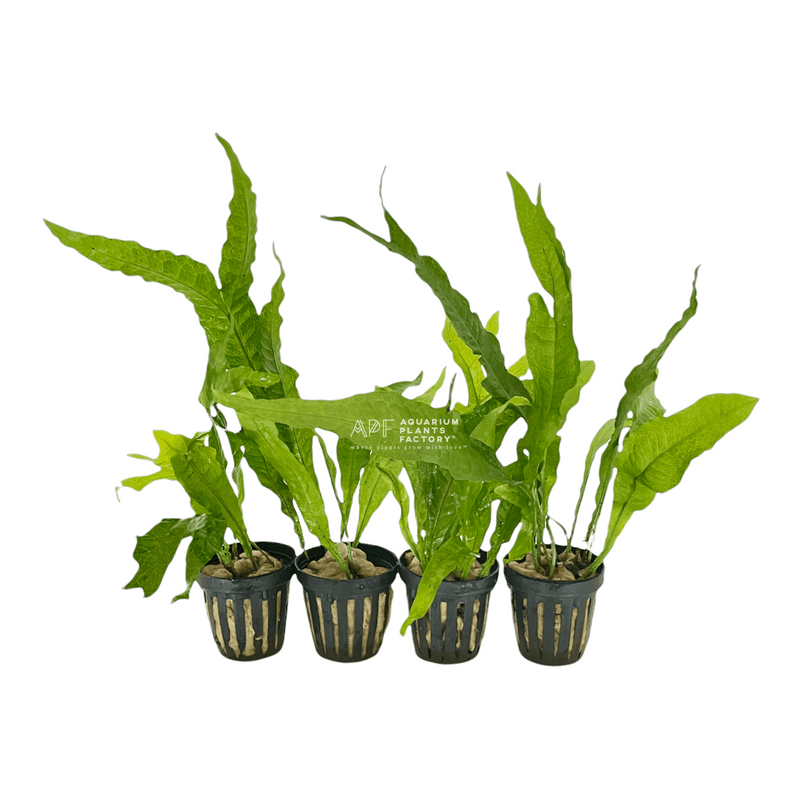 Microsorum Pteropus / Java Fern | APF Aquarium Plants Factory®