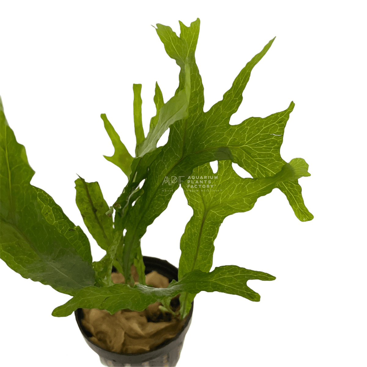 Microsorum Pteropus Thor's Hammer