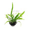 Microsorum Pteropus Trident, commonly known as Trident Java Fern, is an essential addition to any aquarium, admired for its distinctive, forked leaves that resemble a trident. This unique morphology adds an elegant and dynamic element to any aquascape.