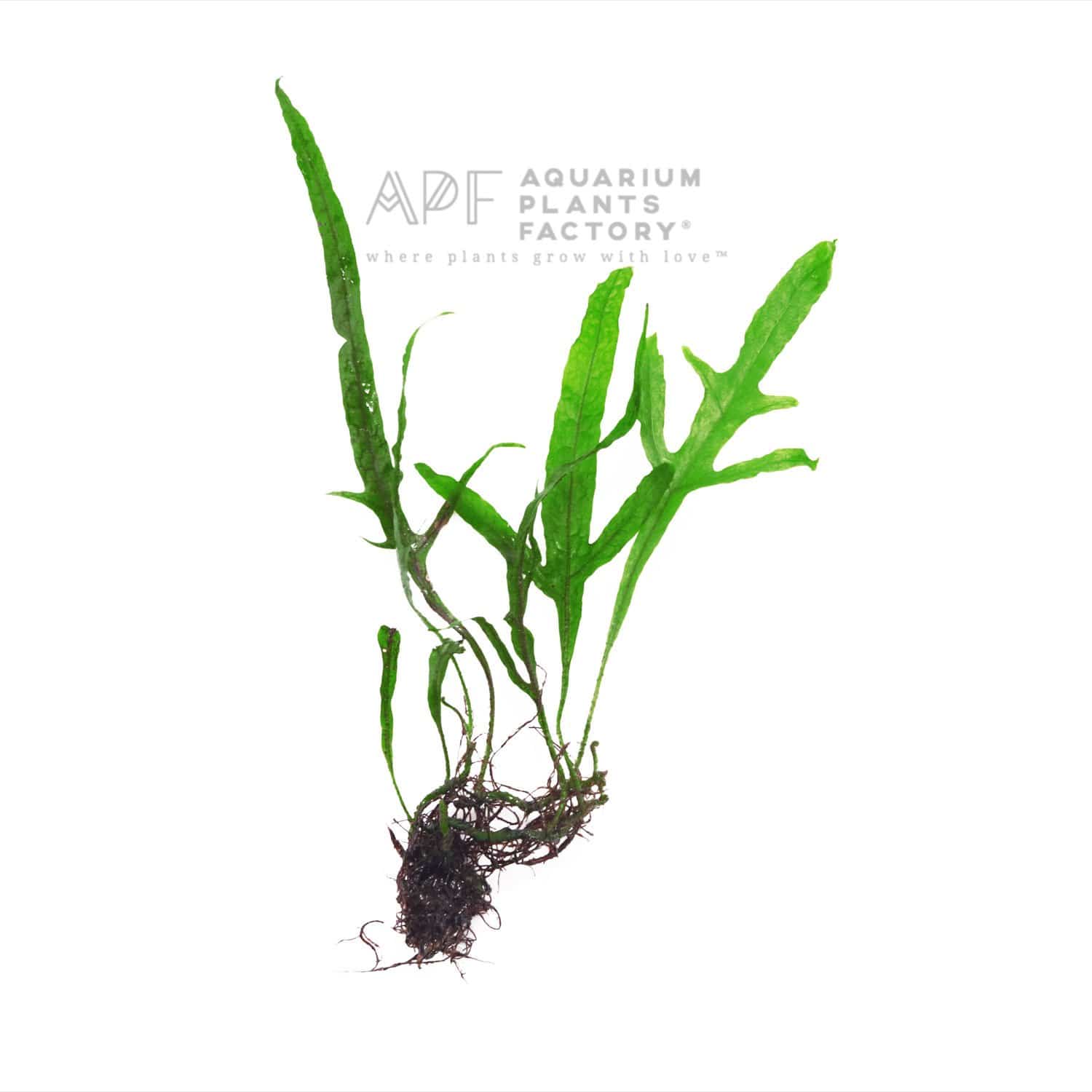 Microsorum Pteropus 'Trident' - Aquarium Plants Factory