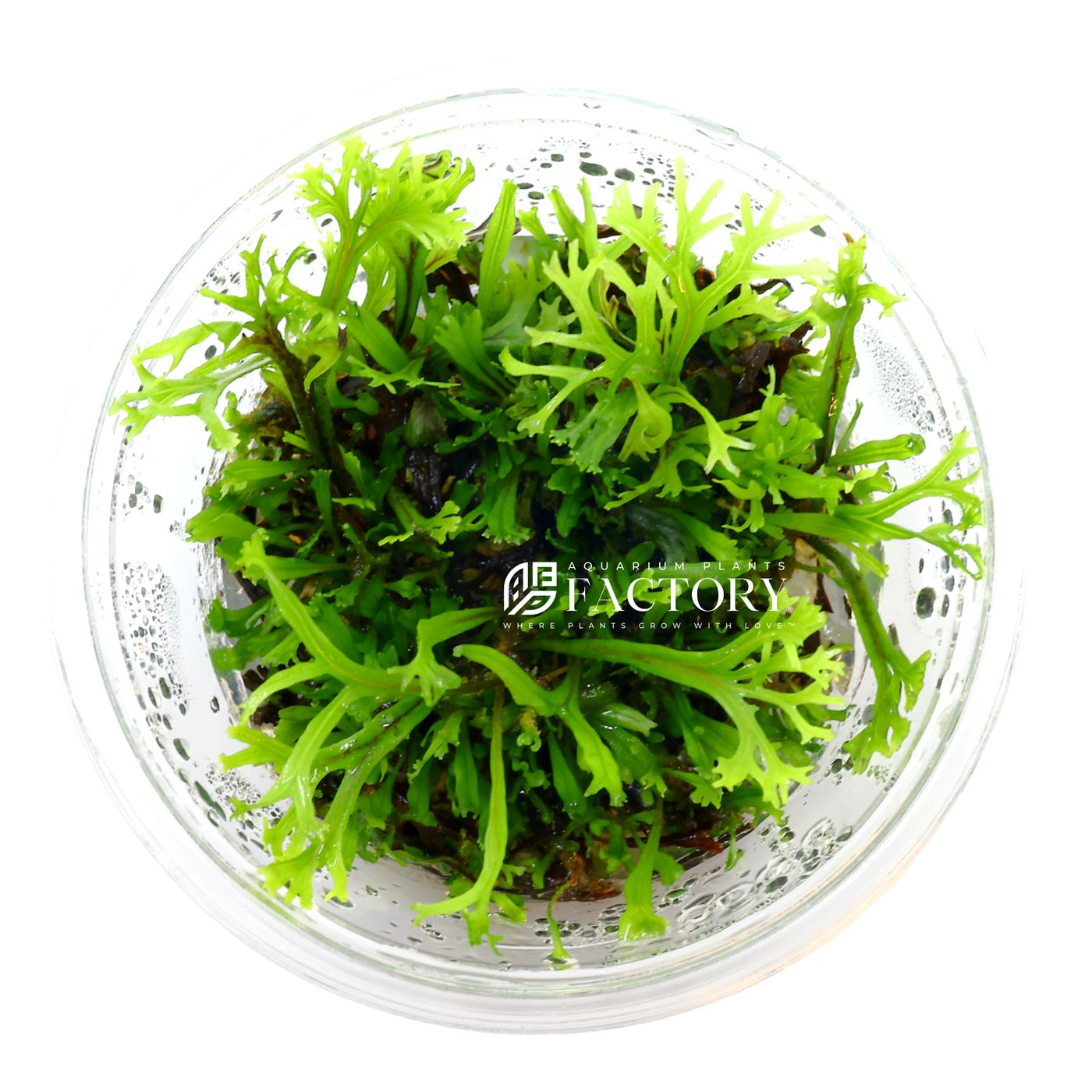 Lace Java Fern Microsorum Pteropus Windelov Aquarium Plants Factory®