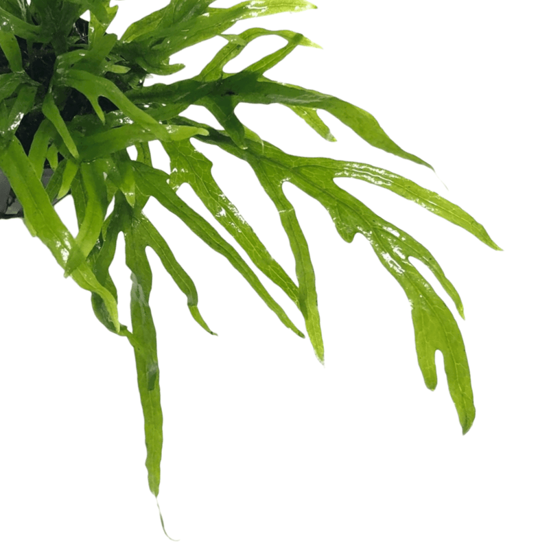 Microsorum Trident Mini is a small variant of the Microsorum pteropus, which is a popular aquatic fern commonly known as Java fern. The Microsorum Trident Mini has a unique appearance, with narrow, pointed leaves that are green in color and have a distinctive trident shape.