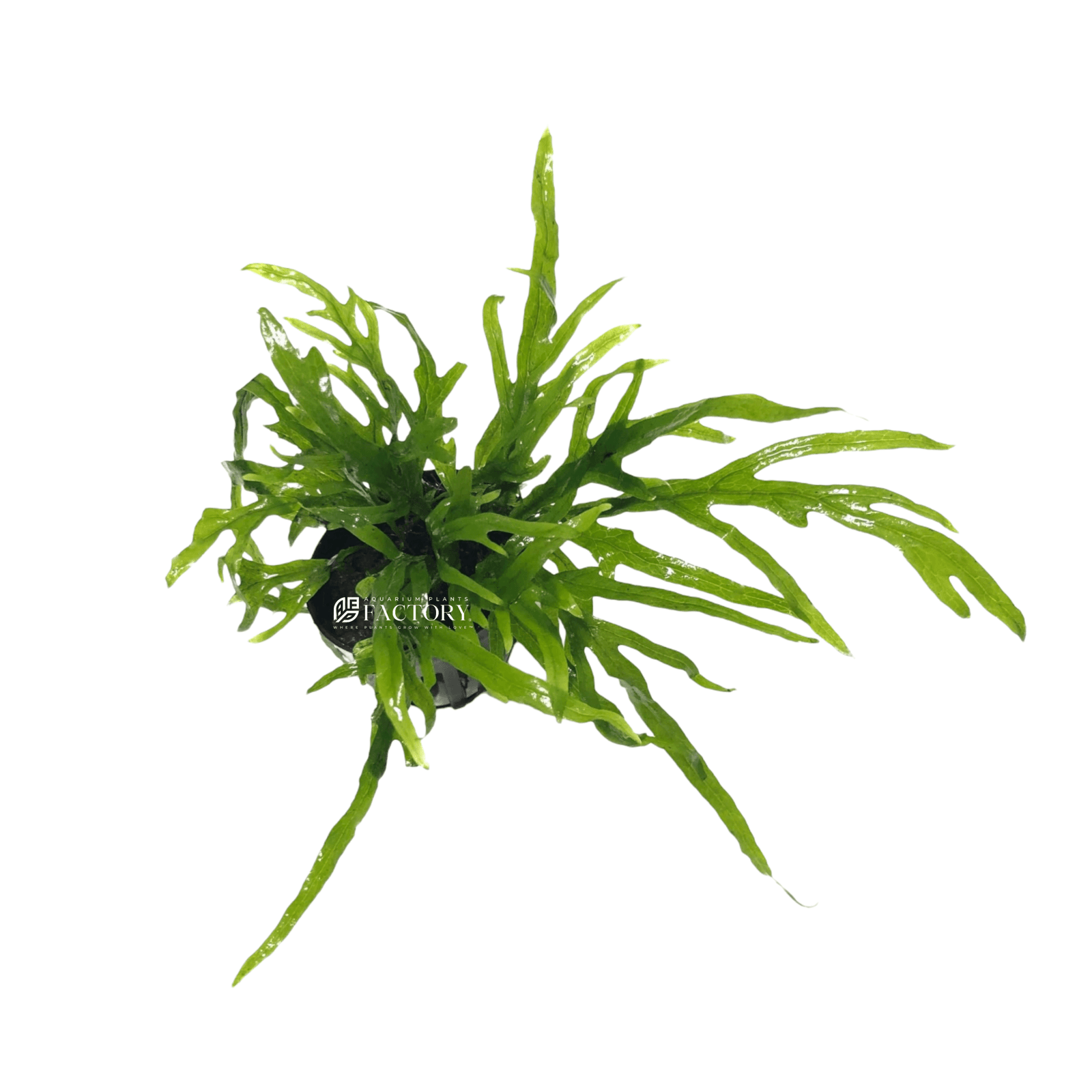 Microsorum Trident Mini is a diminutive variant of the popular Microsorum pteropus, commonly known as Trident Mini Java Fern. This small aquatic plant is distinguished by its narrow, pointed leaves that form a distinctive trident shape, adding a unique and refined touch to any aquarium.