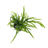 Microsorum Trident Mini is a diminutive variant of the popular Microsorum pteropus, commonly known as Trident Mini Java Fern. This small aquatic plant is distinguished by its narrow, pointed leaves that form a distinctive trident shape, adding a unique and refined touch to any aquarium.