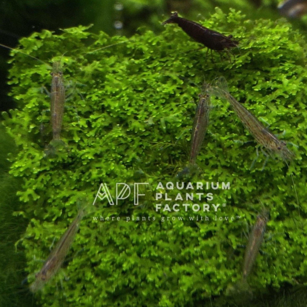  Dwarf Java Moss Live Aquarium Plants, 1 Cup of Green Dwarf Java  Moss : Pet Supplies