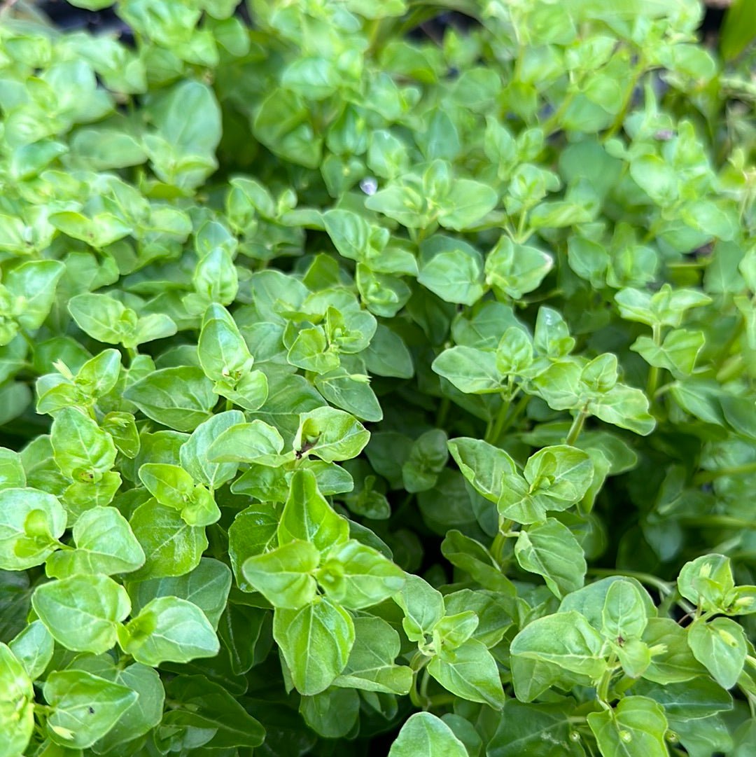 Close-up of Clinopodium brownei leaves showing round green foliage and stem structure