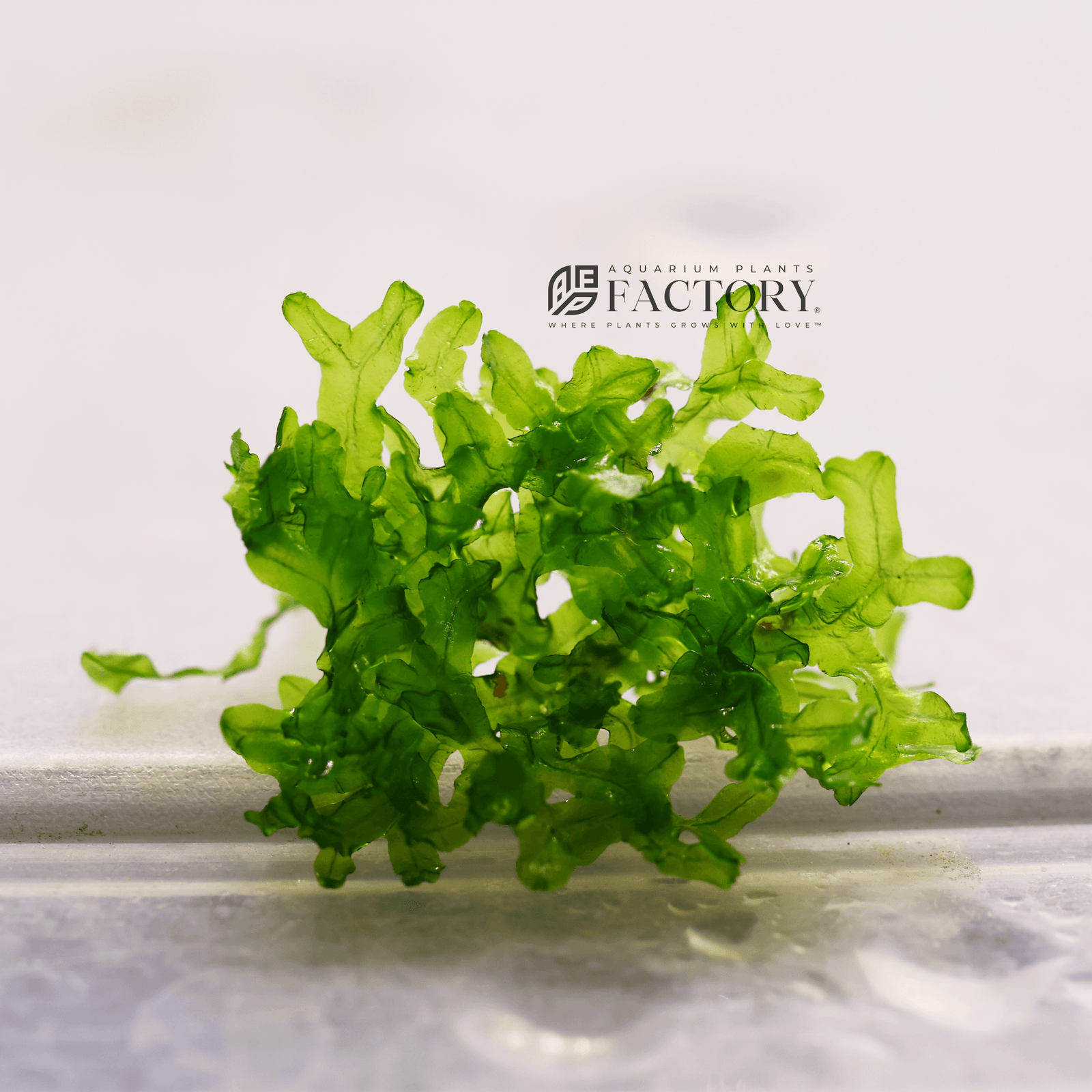 Monosolenium Tenerum Moss Loose Portion APF Aquarium Plants Factory®