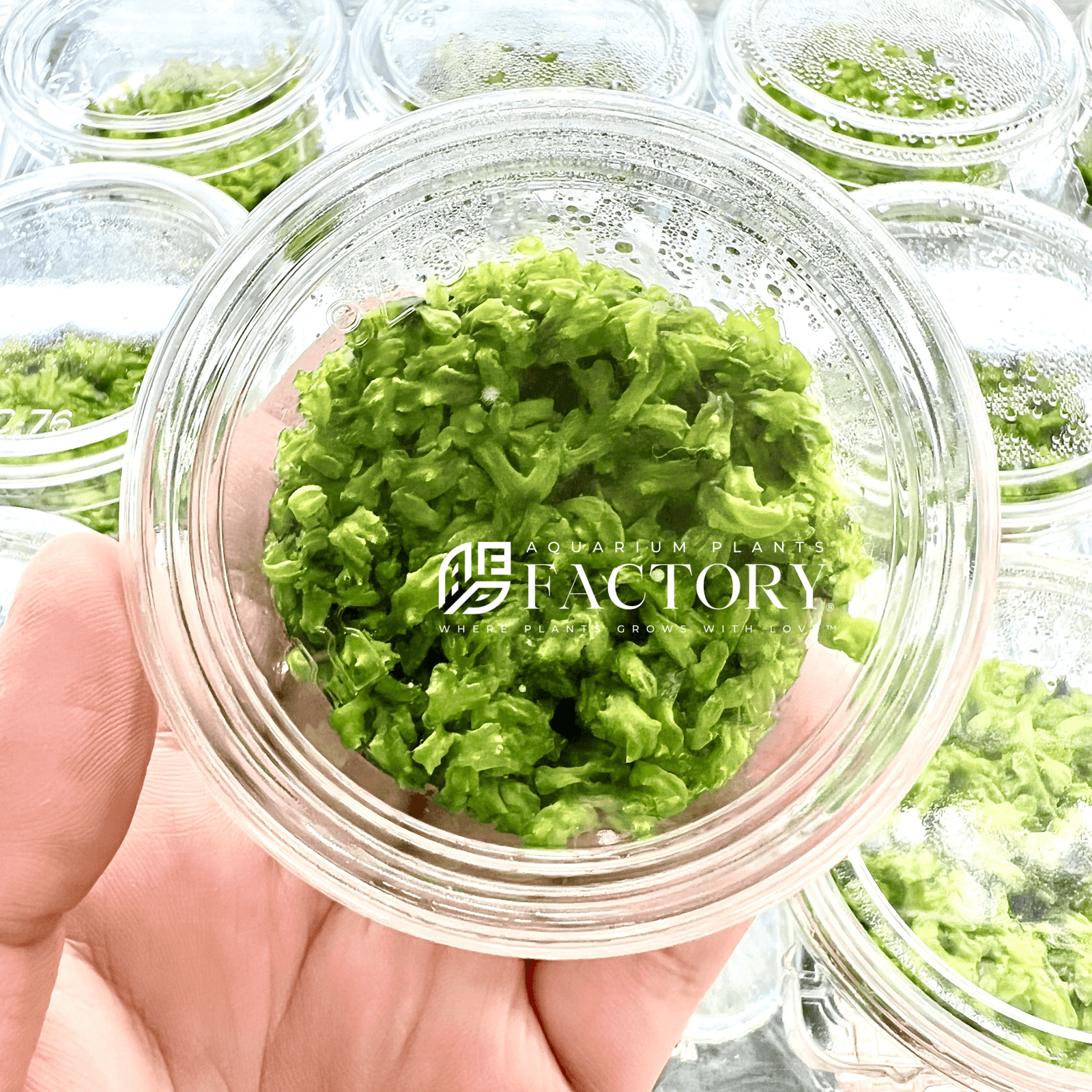 Monosolenium Tenerum Tissue Culture APF Aquarium Plants Factory®