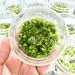 Monosolenium Tenerum Tissue Culture APF Aquarium Plants Factory®