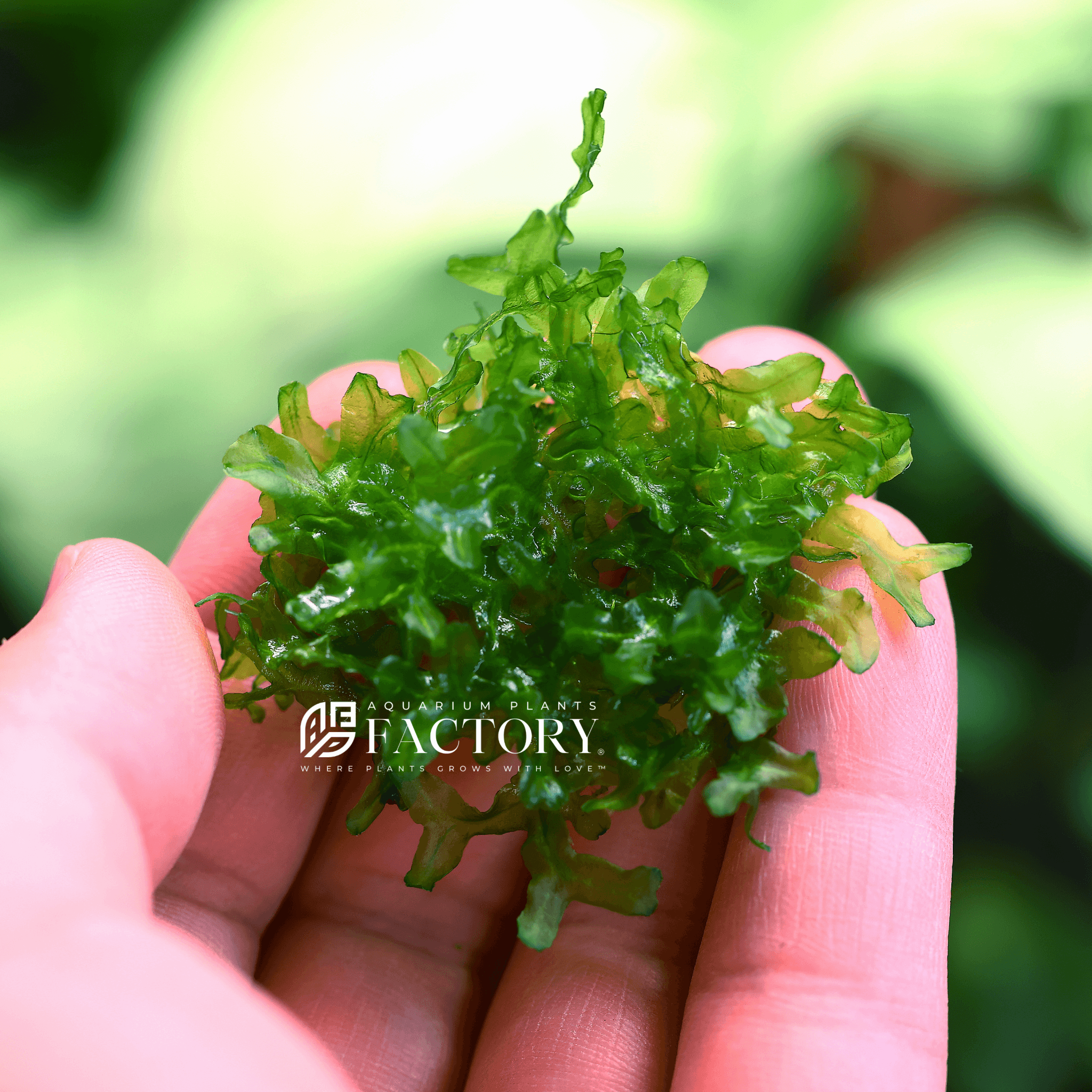 Monosolenium Tenerum Moss APF Aquarium Plants Factory®