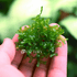 Monosolenium Tenerum Moss APF Aquarium Plants Factory®