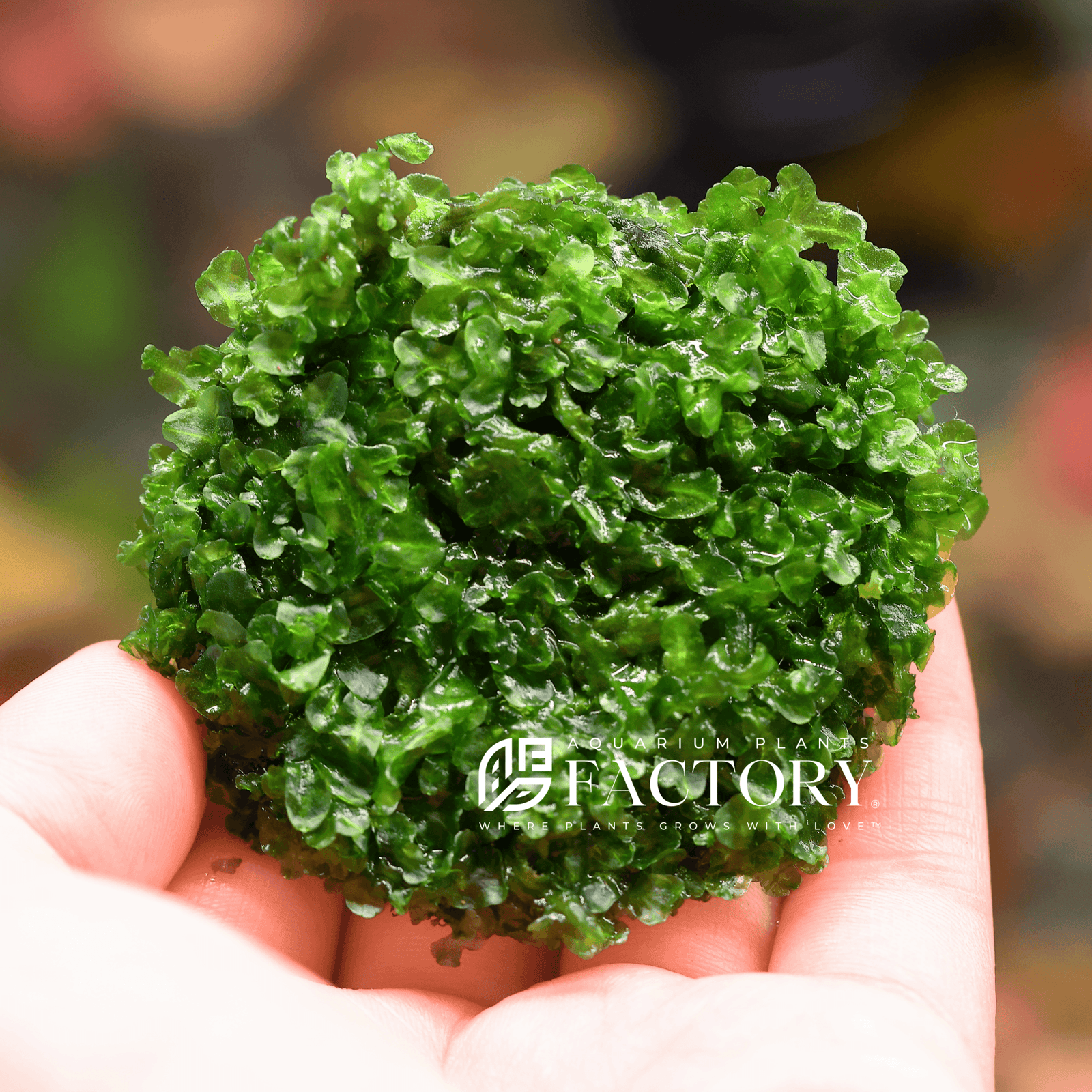 Monosolenium Tenerum Tissue Culture APF Aquarium Plants Factory®