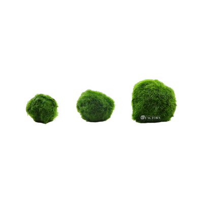 A Marimo ball, also known as a moss ball, is a type of green algae that is native to Japan, Iceland, Estonia, and Scotland. It is a spherical ball-shaped aquatic plant that grows very slowly, usually only a few millimeters per year. The name "Marimo" comes from the Japanese words "mari" meaning ball and "mo" meaning algae.