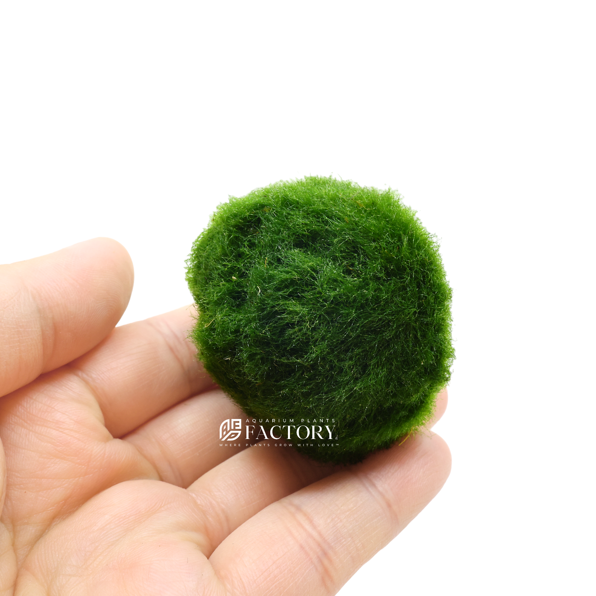 A Marimo ball, also known as a moss ball, is a type of green algae that is native to Japan, Iceland, Estonia, and Scotland. It is a spherical ball-shaped aquatic plant that grows very slowly, usually only a few millimeters per year. The name "Marimo" comes from the Japanese words "mari" meaning ball and "mo" meaning algae.