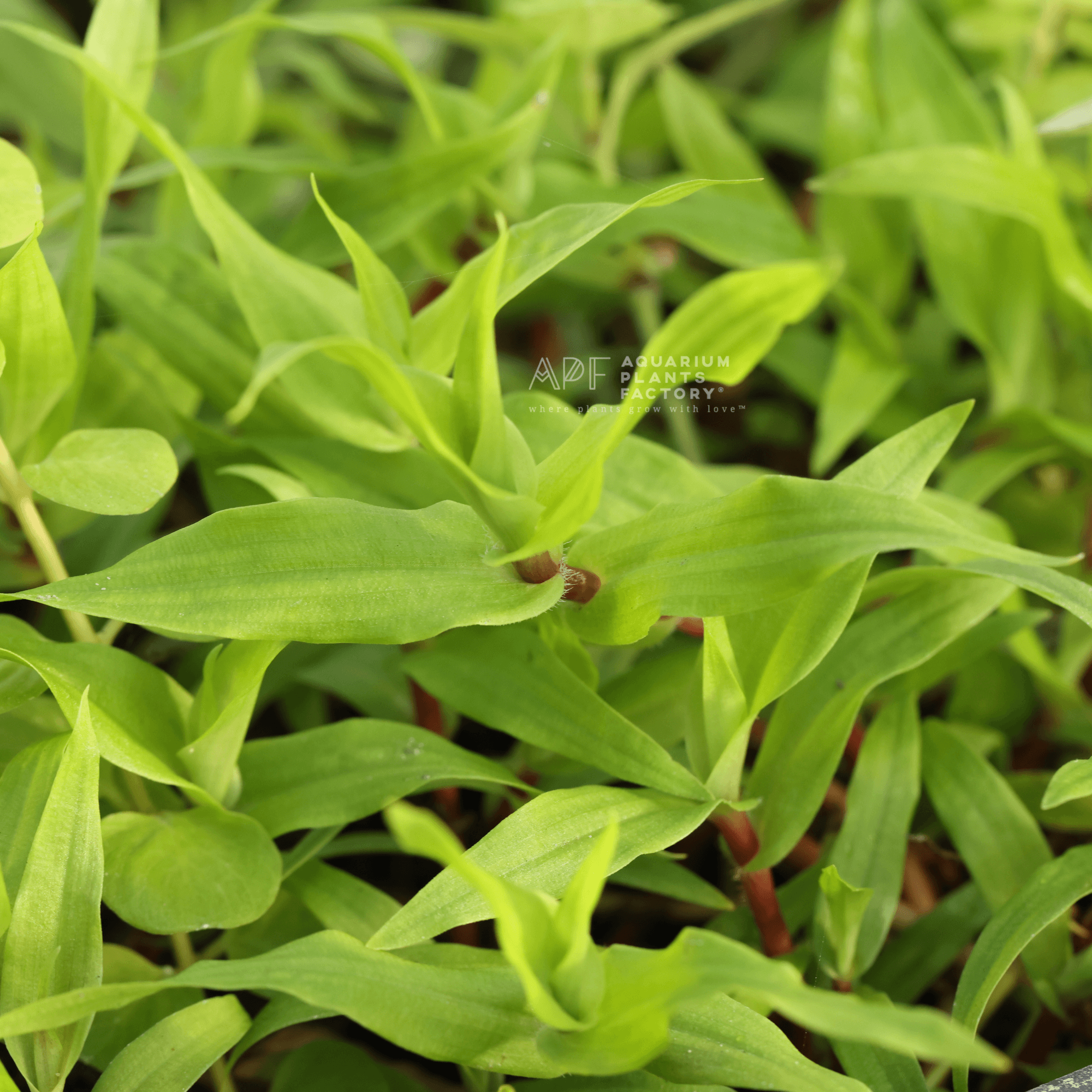 Murdannia Keisak | Dwarf Water Bamboo - Aquarium Plants Factory