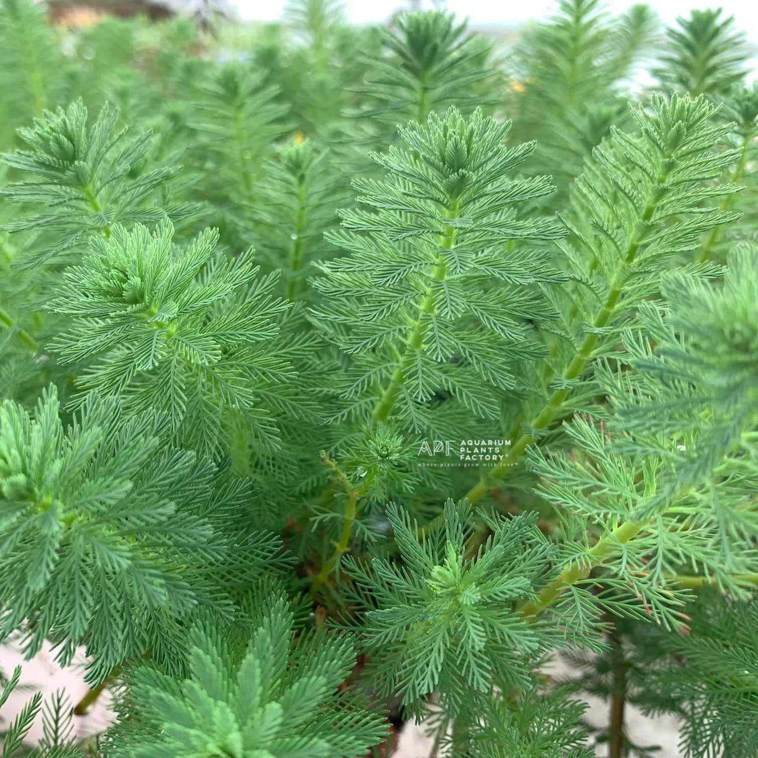 Myriophyllum Elatinoides is an excellent choice for aquarists and pond enthusiasts looking to enhance the visual appeal and health of their aquatic environment. Its vibrant green color and rapid growth make it a standout addition to any setup. With minimal care, this plant will transform your tank or pond into a lush, natural ecosystem.