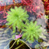 Myriophyllum Elatinoides is a beautiful and versatile aquatic plant that adds a lush, natural look to any aquarium or pond. Known for its feathery, bright green leaves and rapid growth, this species is perfect for creating dense underwater foliage and providing shelter for aquatic life. Ideal for aquascaping, Myriophyllum Elatinoides can be used as a background plant to add height and depth to your aquatic setup.