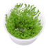 Myriophyllum 'Guyana' - Tissue Culture Cup - Aquarium Plants Factory