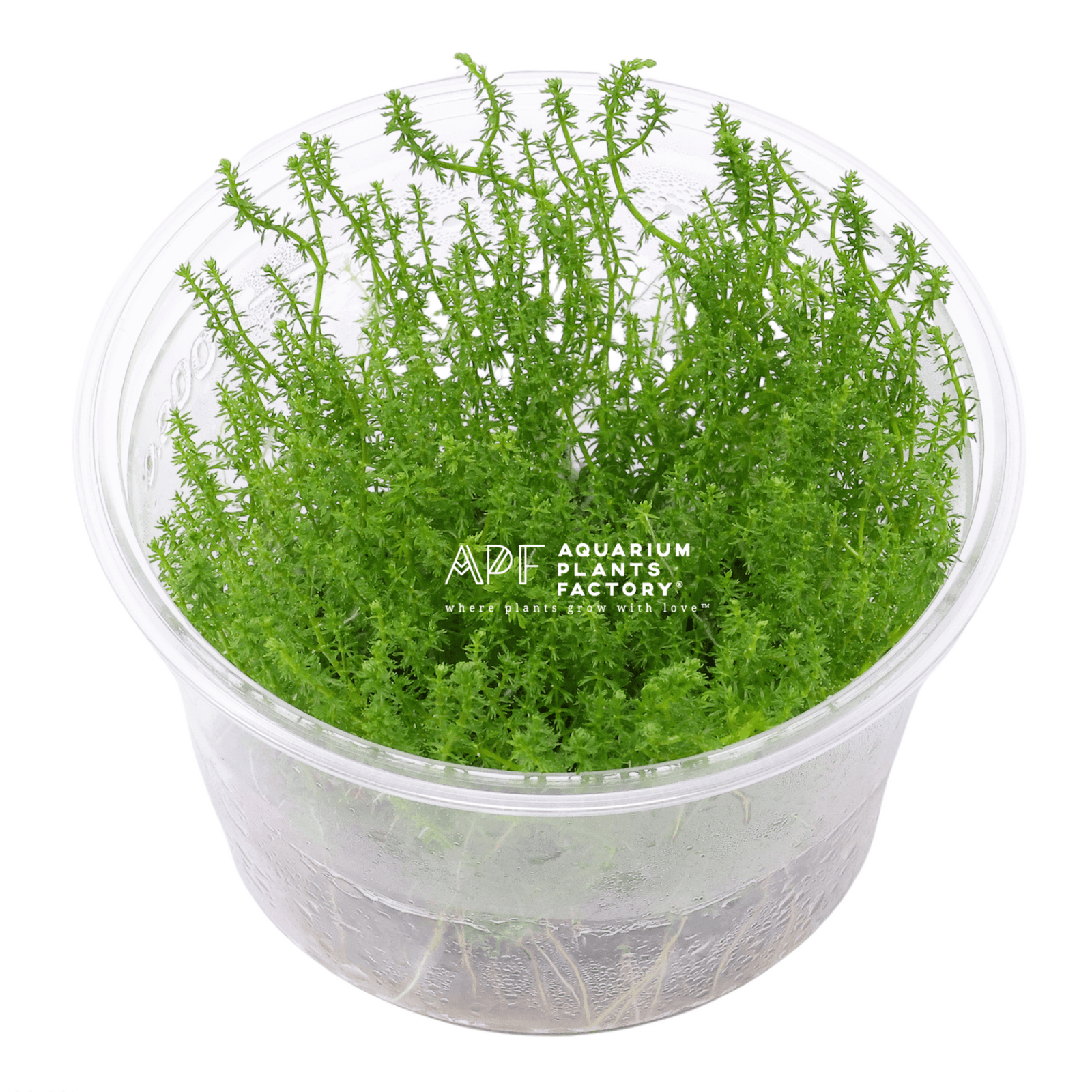 Myriophyllum 'Guyana' - Tissue Culture Cup - Aquarium Plants Factory