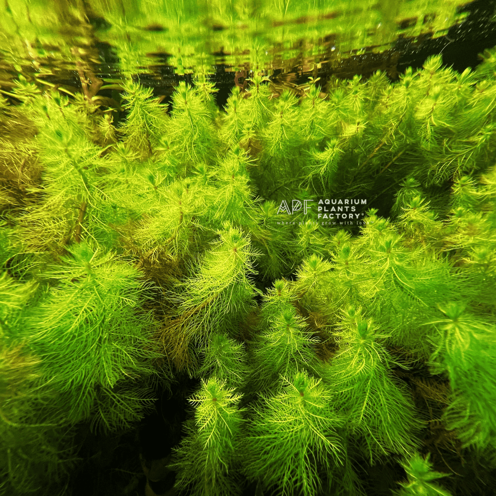 Myriophyllum Tetrandrum - Aquarium Plants Factory