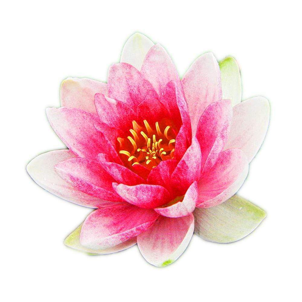 Nymphaea Attraction
