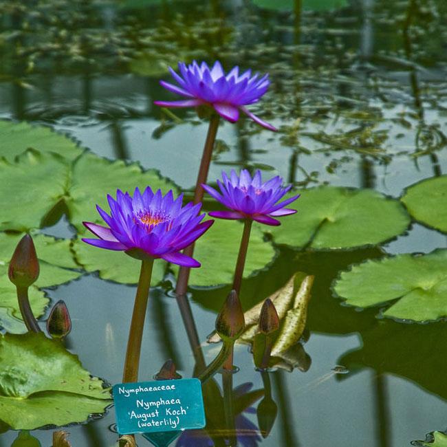 Nymphaea August Koch - Aquarium Plants Factory