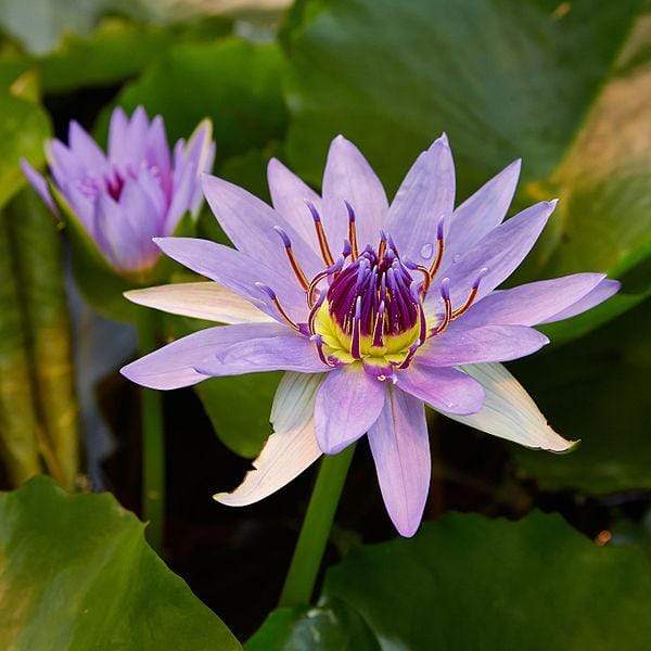 Nymphaea Colorata - Aquarium Plants Factory