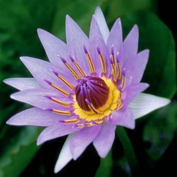 Nymphaea Colorata, photo 2