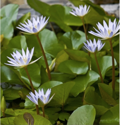 Nymphaea Dauben Yana - Aquarium Plants Factory