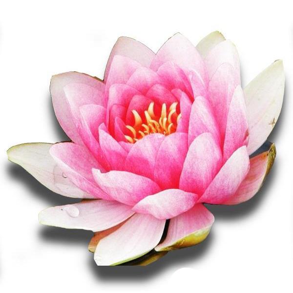 Nymphaea Fabiola water plant, photo 4