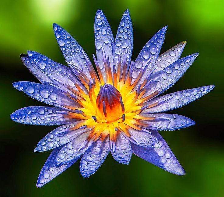 Nymphaea Geena