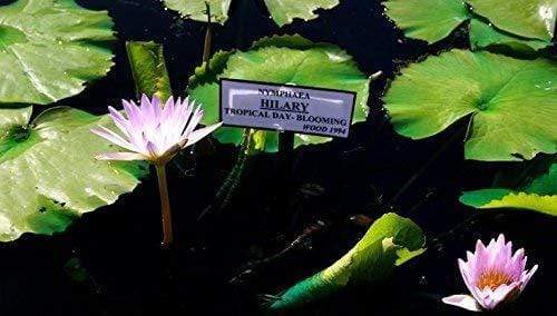 Nymphaea Hilary - Aquarium Plants Factory