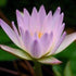 Nymphaea Hilary - Aquarium Plants Factory