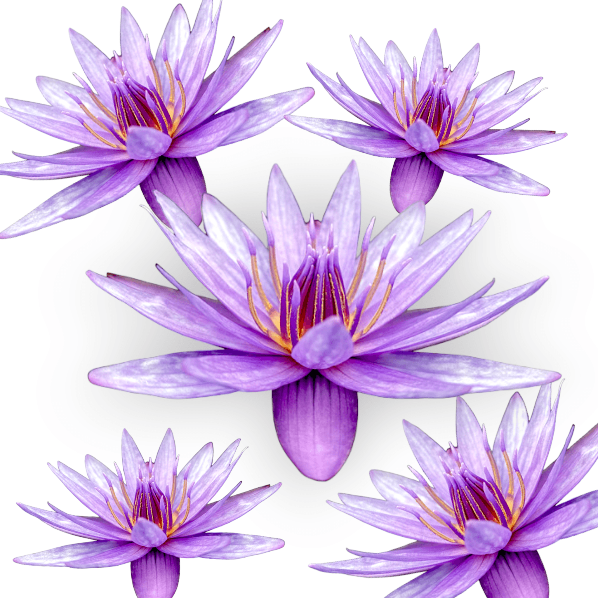 Nymphaea Islamorada is another hybrid water lily cultivar. This particular cultivar was developed by Florida Aquatic Nurseries and was introduced in 1999. It is named after the village of Islamorada, which is located in the Florida Keys.