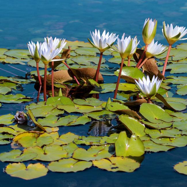 Nymphaea 'Khao Thamanoon' is a beautiful and easy-to-care-for tropical water lily that offers stunning blooms and a sweet fragrance, making it a valuable addition to any water garden enthusiast's collection. Developed by the renowned Dr. Slearmlarp Wasuwat, this cultivar is celebrated for its unique beauty and adaptability, providing a touch of elegance and a burst of color to any pond or water garden.