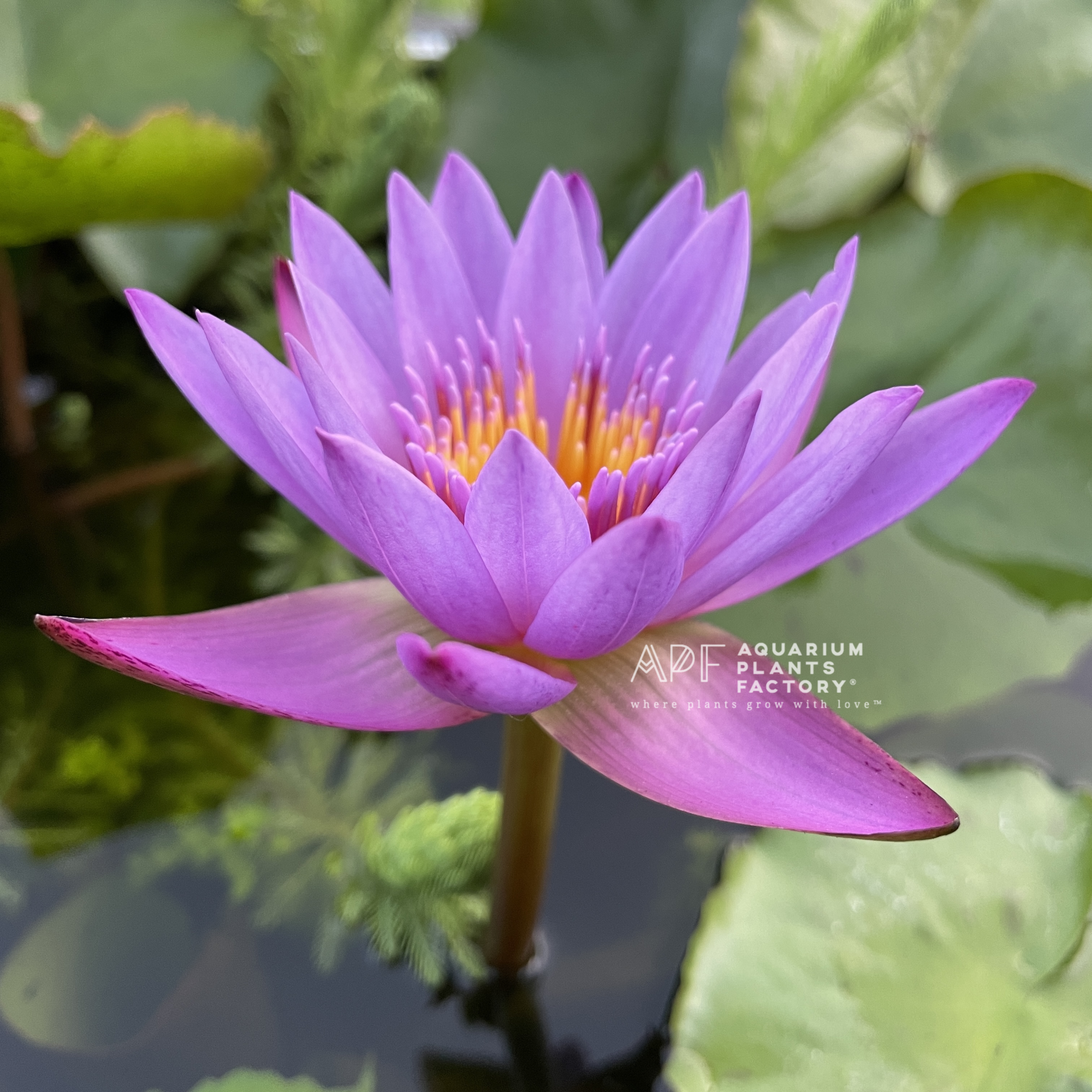 Nymphaea King of Blue - Aquarium Plants Factory