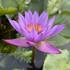 Nymphaea King of Blue - Aquarium Plants Factory